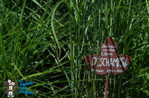 Diferentes especies en Jardín Botánico de Santa Catalina