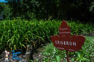 especies de plantas Jardín Botánico de Santa Catalina