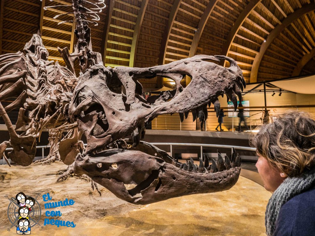 tyranosaurus rex a tamaño real en el MUJA. Los grandes dinosaurios